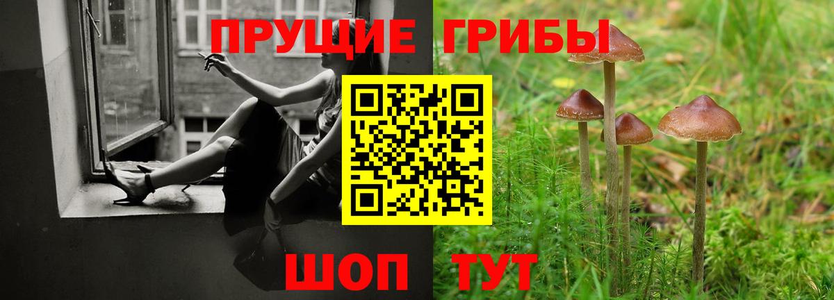Псилоцибиновые грибы Psilocybine cubensis Павловский Посад